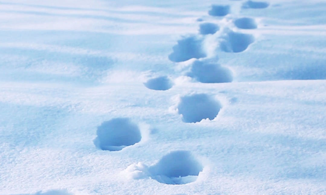 snows.jpg